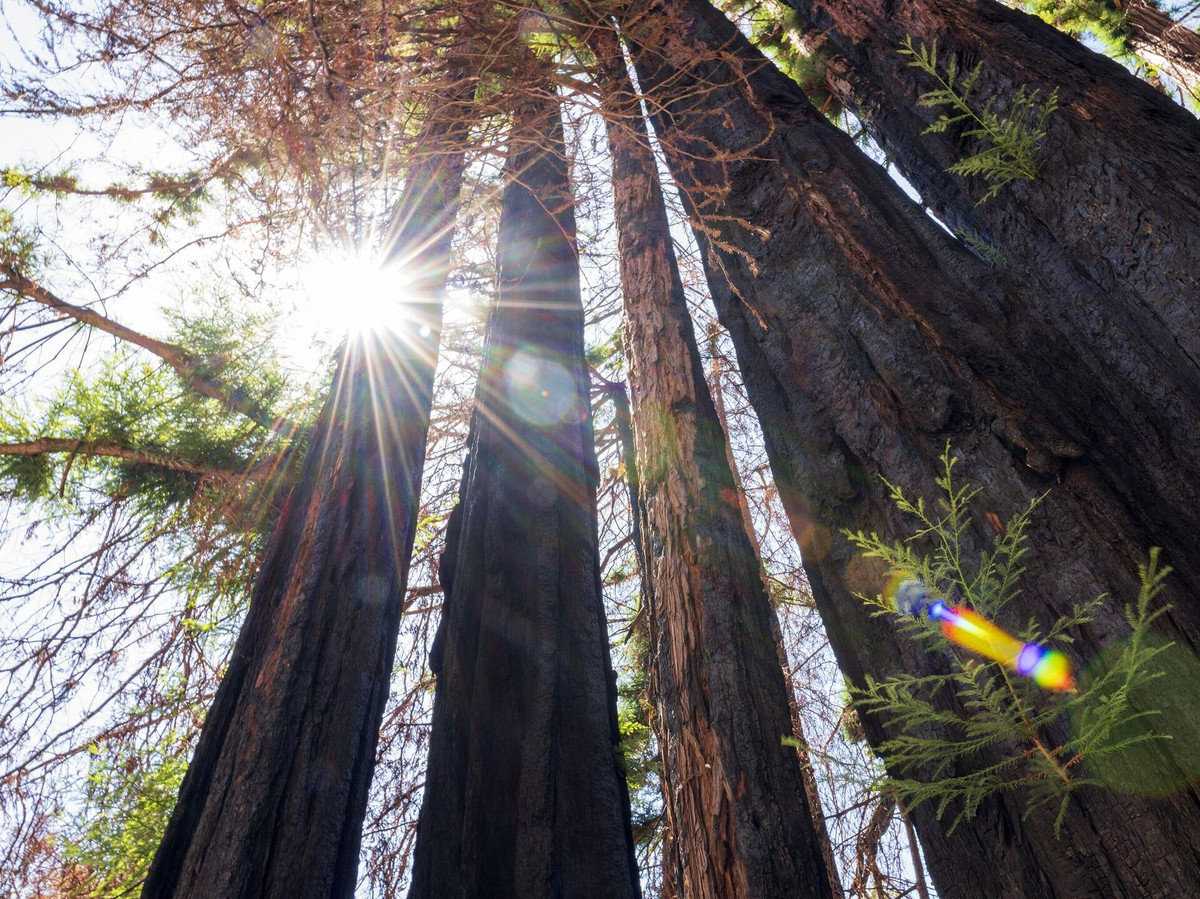 Theo các nhà nghiên cứu, chồi cây cổ thụ nhiều khả năng hình thành khi cây hồng sam còn ở giai đoạn cây non. Theo chuyên gia Peltier, những cây đại thụ thường có đường kính 5m ở gốc. Một số cây có "tuổi đời" khoảng 2.000 năm tuổi đồng nghĩa với việc mô chồi cũng khoảng tầm đó tuổi.