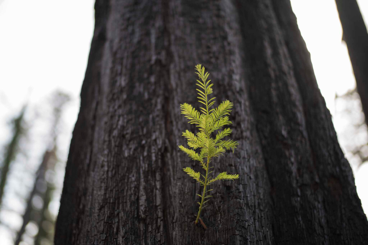 Nguồn dự trữ carbon của cây cối bao gồm cả carbon mới và cũ. Thông qua giả định cây cối sử dụng hết carbon mới nhanh hơn, nhóm nghiên cứu ước tính độ tuổi của nguồn dự trữ carbon mà chồi cây sử dụng và so sánh với dữ liệu về mẫu vật. Qua đó, họ phát hiện carbon mới được hấp thụ và sử dụng nhanh hơn, phần còn sót lại được tích lũy và để dành.