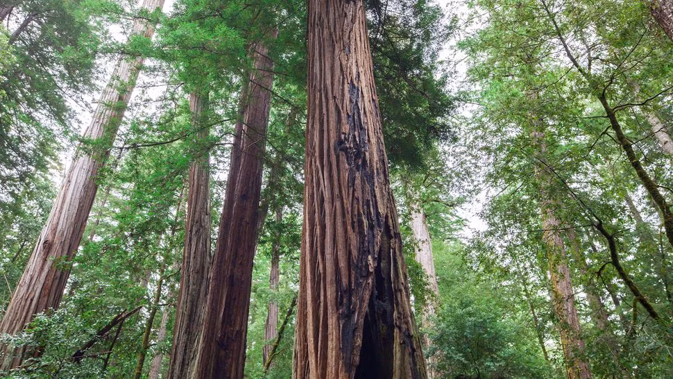 Cụ thể, trong nghiên cứu công bố trên tạp chí Nature Plants, các chuyên gia cho hay, những chồi non nhỏ xíu bắt đầu mọc lên từ thân cây hồng sam cháy đen. Những chồi non này tận dụng nguồn dự trữ carbon cổ đại và mô chồi hình thành cách đây nhiều thế kỷ.