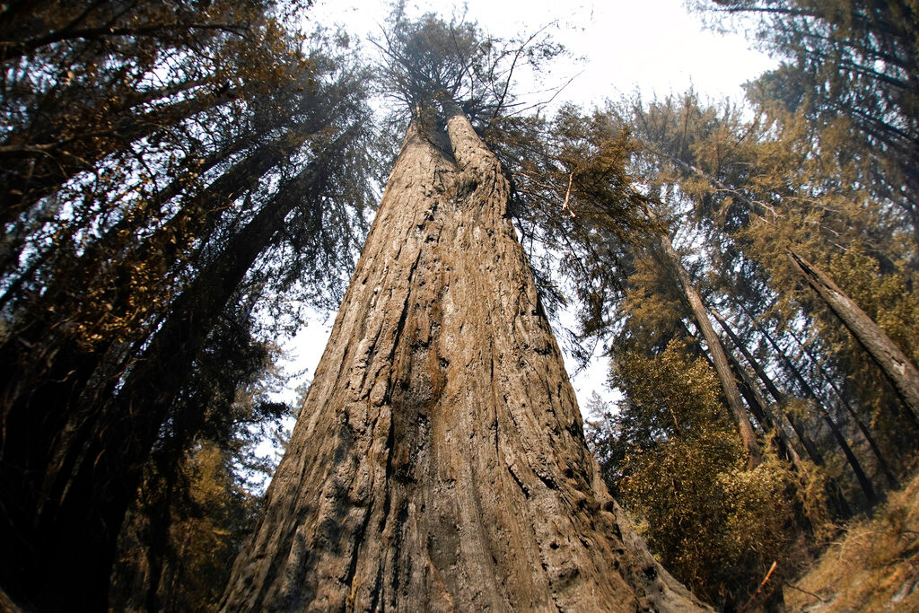 Kế đến, nhóm nghiên cứu xây dựng mô phỏng dựa trên giả định và phát hiện một phần carbon tìm thấy ở cây mới được quang hợp cách đây hơn nửa thế kỷ. Đặc biệt, cây mới mọc từ những chồi nằm im lìm sâu bên trong hốc cây hồng sam bị thiêu đốt trong trận cháy rừng.