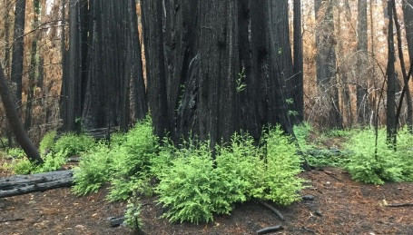 Thông qua quá trình quang hợp, cây cối biến đổi carbon dioxide từ không khí thành oxy và đường. Bên cạnh năng lượng có thể sử dụng để sinh trưởng, trao đổi chất và sinh sản, cây cối còn có thể lưu trữ carbon để dùng sau này. Việc lưu trữ carbon có thể rất cần thiết để cây cối sống sót qua thảm họa như hạn hán hoặc cháy rừng, phá hủy tán lá cũng như khả năng quang hợp của chúng.