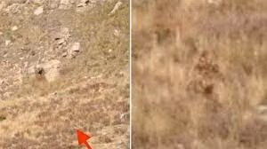 Tiếp đến, sinh vật bí ẩn ngồi xuống và bị khuất bởi cây cỏ xung quanh.