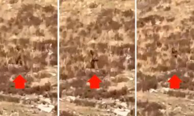 Bà Shannon cho hay sinh vật bí ẩn mà hai vợ chồng nhìn thấy cao khoảng 2m. Khi mà kể chuyện đó, một nhân viên soát vé trên tàu nói rằng đã từng nhìn thấy sinh vật tương tự.