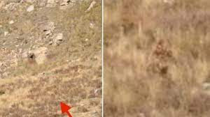 Tiếp đến, sinh vật bí ẩn ngồi xuống và bị khuất bởi cây cỏ xung quanh.