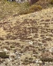 Thay vì phát hiện nai sừng tấm, vợ chồng bà Shannon nhìn thấy một sinh vật to lớn đang chuyển động trên sườn núi.