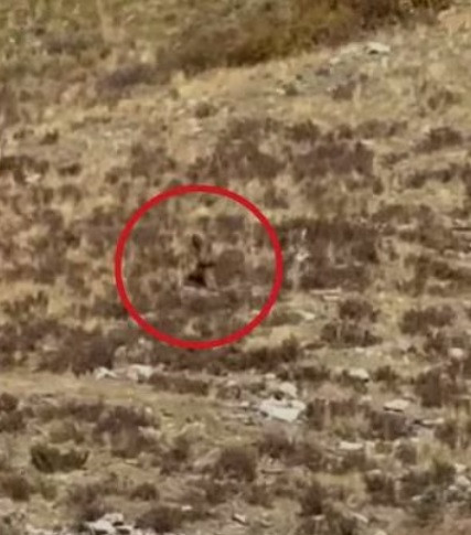 Bà Shannon kể rằng, khi tàu đi qua một sườn núi, hai vợ chồng quan sát bên ngoài để xem có con nai sừng tấm nào xuất hiện hay không.