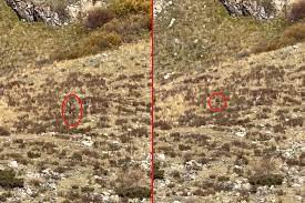 Sau khi câu chuyện của bà Shannon được chia sẻ rộng rãi, nhiều người cho rằng sinh vật mà vợ chồng bà nhìn thấy có thể là người khổng lồ.