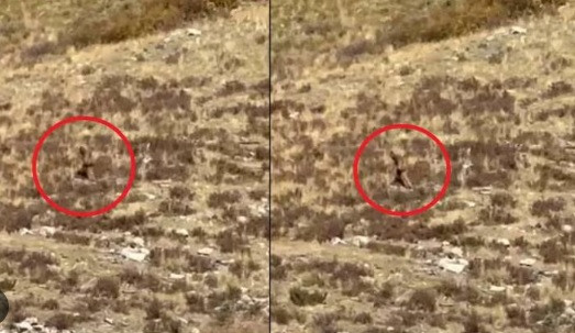 Theo chia sẻ của Shannon Parker, khi cùng chồng Stetson Tyler đi tàu từ Silverton tới thành phố Durango ở bang Colorado, Mỹ vào tháng 10, bà bất ngờ nhìn thấy một sinh vật bí ẩn mình đầy lông lá, vóc dáng cao lớn ở trên sườn núi.