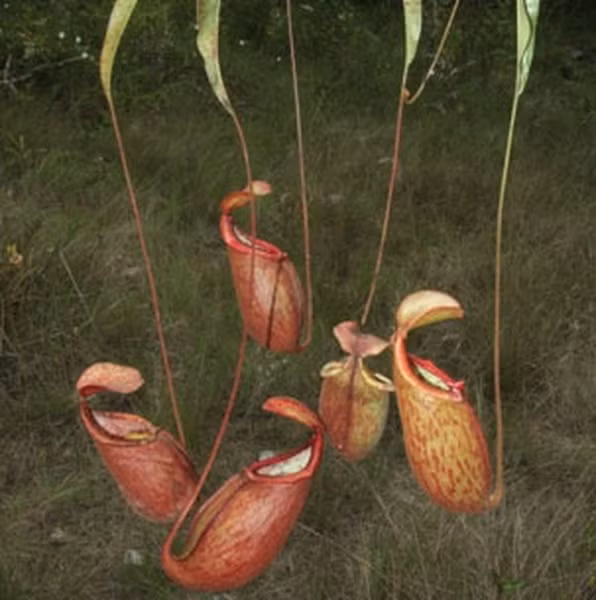 Vậy nên, khi con mồi rơi vào lá của cây nắp ấm Thorel, nắp sẽ nhanh chóng úp xuống để nó không thể thoát ra ngoài. Kế đến, con mồi sẽ trôi xuống phần cuống lá - nơi có rất nhiều enzyme tiêu hóa của cây nắp ấm Thorel đang chờ sẵn.