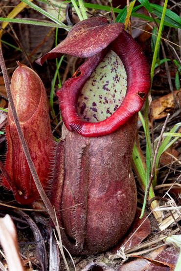 Cây nắp ấm Thorel (Nepenthes thorelii Lecomte) là một trong những giống cây leo từ Đông Nam Á. Một số lá của loài cây này tạo thành hình ấm để bắt côn trùng.