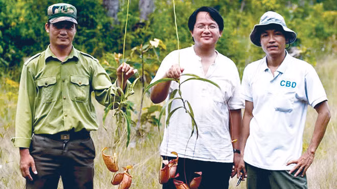 Bên trong lá hình ấm có lông răng. Theo các nhà nghiên cứu, đó là vòng tròn chứa các gai nhỏ hướng xuống dưới và bao quanh lối vào ấm.