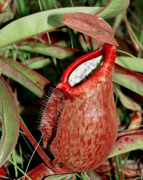 Ở phía trên ấm có một nắp để ngăn chặn nước mưa. Trong trường hợp nước mưa vào quá nhiều thì các enzyme tiêu hóa của cây nắp ấm Thorel sẽ bị hòa tan hết. Nắp có vô số tế bào trong và mờ khiến côn trùng cứ ngỡ đó là một mảng của bầu trời.