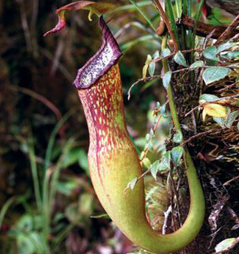 Vào tháng 6/2012, tiến sĩ Lưu Hồng Trường thông tin về việc phát hiện cây nắp ấm Thorel ở vườn quốc gia Lò Gò - Xa Mát, Tây Ninh sau hơn 100 năm vắng bóng ở Việt Nam. Tiến sĩ Lưu Hồng Trường là một trong những thành viên nhóm nghiên cứu tham gia chuyến khảo sát giữa Viện Sinh học Nhiệt đới và các nhà nghiên cứu đến từ Pháp và Anh.