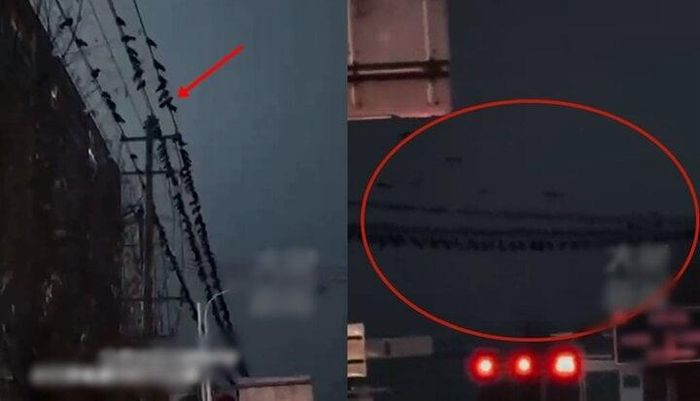 Hai ngày trước khi xảy ra trận động đất mạnh ở Cam Túc, một hiện tượng lạ bí ẩn đã xảy ra. Cụ thể, vào ngày 16/12, một số người dân chụp được cảnh tượng một đàn chim màu đen rất lớn bay lượn trên bầu trời địa phương.