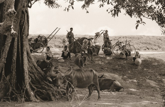 Những người nông dân ngồi nghỉ mát dưới tán cây.