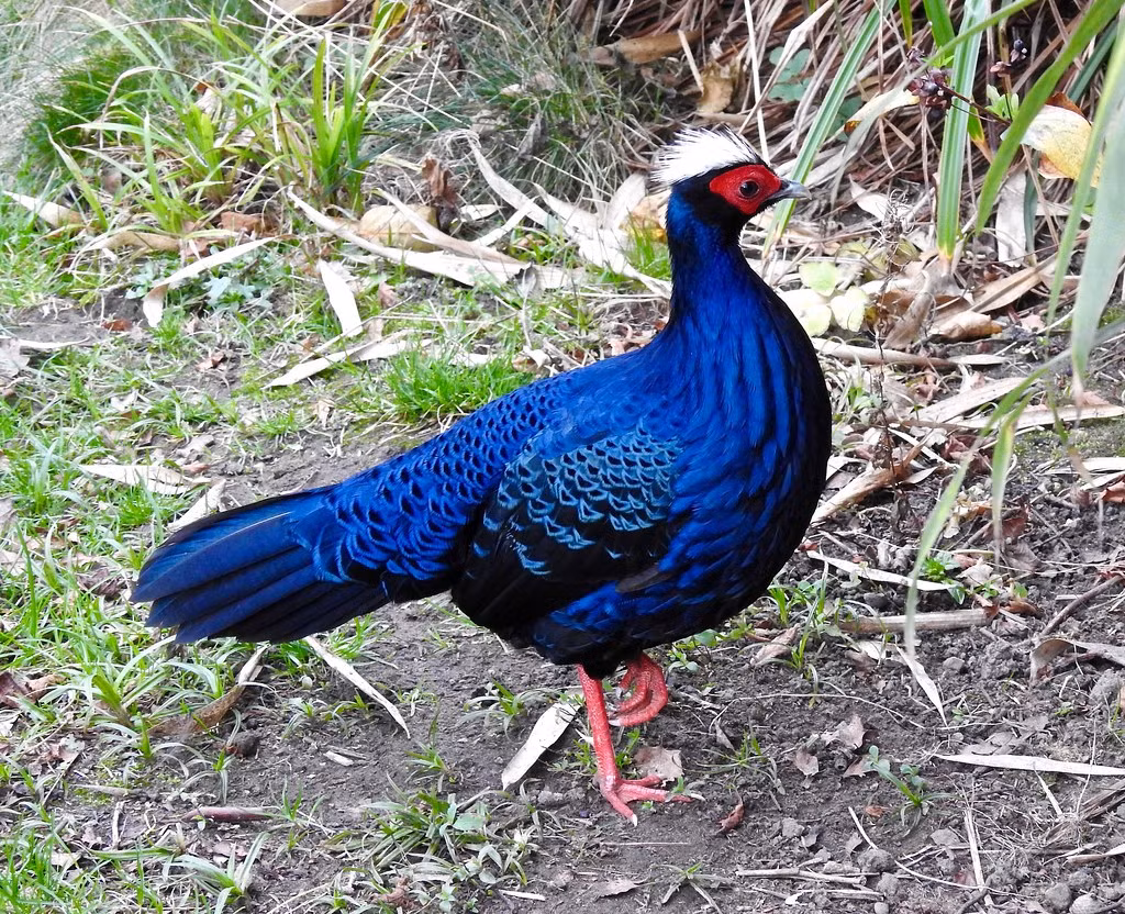 Lần đầu tiên loài gà lôi lam mào trắng được miêu tả là vào năm 1896. Khi ấy, 4 cá thể gà lôi lam mào trắng do các nhà truyền giáo Pháp thu được tại Quảng Trị (mẫu tại Bảo tàng Lịch sử tự nhiên Quốc gia, Paris, Pháp).