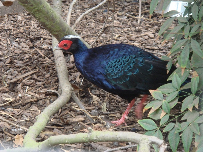 Loài động vật này được ghi nhận trong tự nhiên gần đây nhất là từ năm 2000. Gà lôi lam mào trắng báo động tuyệt chủng ở một số khu vực khi đã lâu không ghi nhận xuất hiện trong tự nhiên.