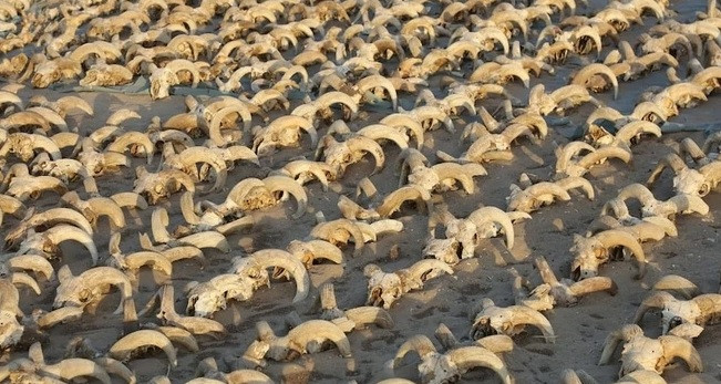 Giới nghiên cứu suy đoán những xác ướp này là đồ hiến tế cúng tạ ơn, thể hiện sự tôn kính của người dân Ai Cập cổ đại dành cho pharaoh Ramses II khoảng 1.000 năm sau khi ông qua đời.