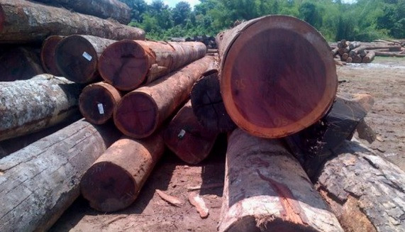 Cây gỗ cẩm tím thuộc họ cánh bướm và là một trong số 23 loài thực vật có hoa từ trung bình đến rất lớn. Hoa của loài cây này có kích thước nhỏ, màu lam nhạt trong khi quả hình đậu dẹt, hạt hình thận dẹt màu đen nhạt.