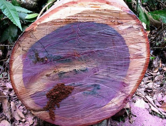 Đặc biệt, khi cắt gỗ trái tim màu tím, màu sắc của gỗ sẽ chuyển từ màu nâu sang màu tím đẹp mắt.