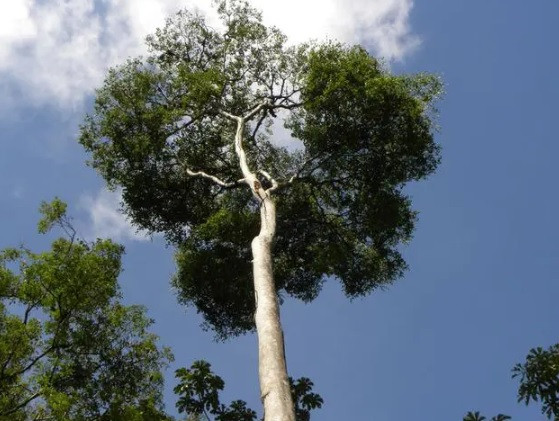 Cây gỗ cẩm tím có đặc điểm là thân to, tán rộng, cao từ 20 - 25m. Cây có "tuổi thọ" hơn 20 năm mới có giá trị kinh tế cao. Loại gỗ này có mùi hương giống mùi của cây tre bị ngâm nước lâu ngày nên có thể xua đuổi được nhiều loại côn trùng gây hại cho cây.