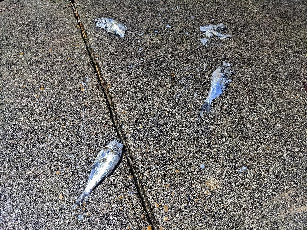 Anh Tom cho biết thêm, mùi tanh của cá tràn ngập trong không khí giống như ở cảng cá hoặc chợ cá. Sau khi cơn bão qua và mưa tạnh, anh đã nhờ nhân viên thu gom xác cá để tránh có người dẫm lên và ngã. Anh cho hay phần đầu của nhiều con cá bị vỡ cho thấy chúng dường như rơi xuống từ độ cao khá lớn.