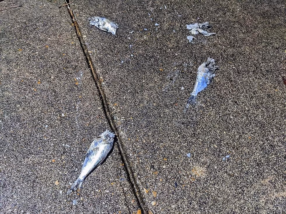 Anh Tom cho biết thêm, mùi tanh của cá tràn ngập trong không khí giống như ở cảng cá hoặc chợ cá. Sau khi cơn bão qua và mưa tạnh, anh đã nhờ nhân viên thu gom xác cá để tránh có người dẫm lên và ngã. Anh cho hay phần đầu của nhiều con cá bị vỡ cho thấy chúng dường như rơi xuống từ độ cao khá lớn.