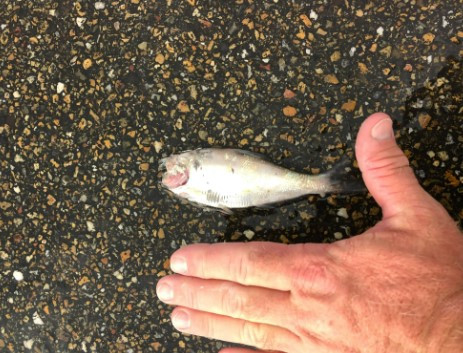 Cụ thể, vào chiều ngày 29/12/2021, sau khi 2 cơn bão lớn ập tới thành phố Texarkana nằm ở biên giới giữa bang Texas và Arkansas gây mưa lớn càng nặng hạt, nhiều người dân bất ngờ nghe thấy âm thanh giống tiếng mưa đá đập lên mái nhà. Khi kiểm tra, họ phát hiện đó là "cơn mưa cá" kỳ lạ và bí ẩn.