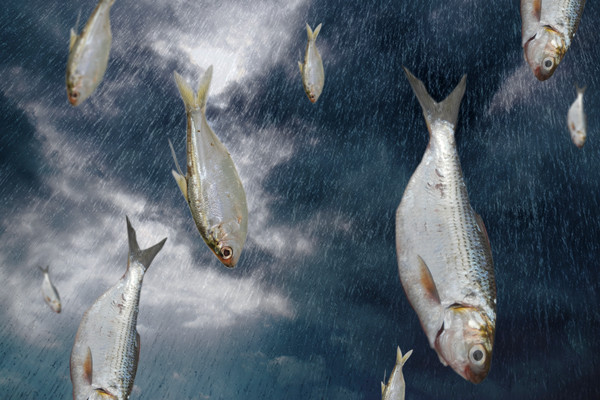 Trước sự việc này, nhà khí tượng học Gary Chatelian của Cơ quan Thời tiết Quốc gia Mỹ lý giải, những con cá bị gió cuốn lên không trung khi xảy ra mưa bão trước khi rơi xuống mặt đất. Những con cá trong "cơn mưa cá" kỳ lạ có thể đến từ hồ Texoma hoặc bất cứ sông hồ nào trong khu vực.