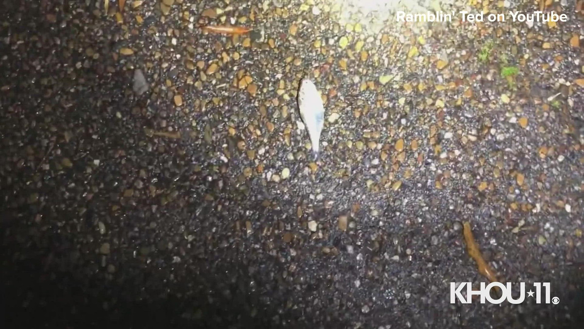 Theo lời kể của anh Tom, khoảng 25 - 30 con cá, trong đó có một số con có chiều dài cơ thể từ 15 - 17 cm, nằm vương vãi bên ngoài cửa hàng và khu nhà bên cạnh.