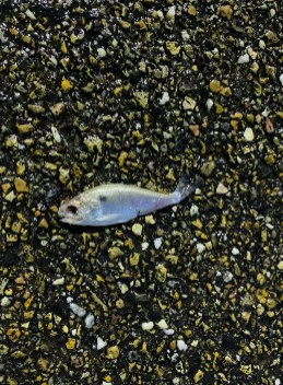 Tom Brigham, quản lý của cửa hàng lốp xe Discount Wheel &amp; Tire, cho biết đã trông thấy cá rơi từ trên cao xuống trong suốt trận bão.