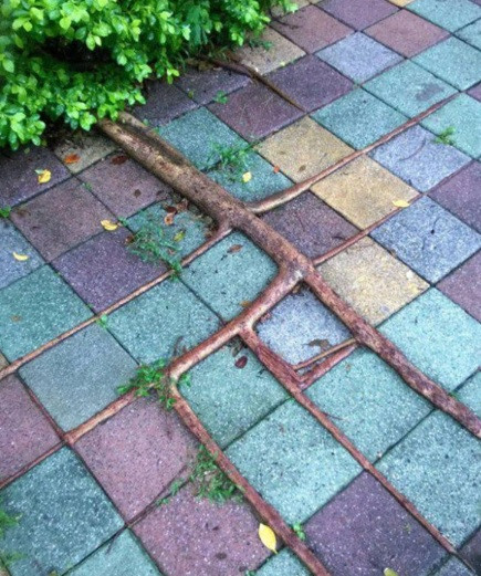 Rễ cây cổ thụ "tỏa" rễ trên vỉa hè trông như một tác phẩm nghệ thuật.