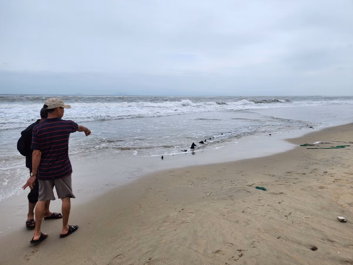 Trước đó, vào sáng ngày 26/12, ông Đinh Xá (51 tuổi) là người đầu tiên phát hiện xác tàu khi ra bờ biển. Sau đó, ông chụp ảnh xác tàu và báo với chính quyền địa phương. Lãnh đạo phường Cẩm An sau đó báo cáo lãnh đạo TP Hội An và tổ chức lực lượng dân quân bảo vệ hiện trường. Ảnh: Tiền phong.