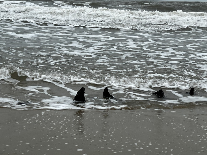 Theo báo cáo của Trung tâm Quản lý bảo tồn di sản văn hóa Hội An, sáng 26/12 sau khi người dân ở phường Cẩm An báo tin việc xuất hiện dấu vết xác tàu đắm trồi lên mặt cát ở biển, đơn vị này đã cử cán bộ xuống hiện trường. Khu vực phát hiện dấu vết xác tàu nằm ở khối Thịnh Mỹ, phường Cẩm An, thành phố Hội An. Ảnh: CAND.