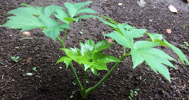 Loài cây Ashitaba ra hoa từ tháng 5 - 10 hàng năm và thời kỳ đậu quả từ tháng 9 - 12 hàng năm. Quả của Ashitaba có hình thuôn dài, hơi dẹt. Ashitaba là loại cây bán chịu lạnh, sợ nhiệt độ cao và độ ẩm cao.