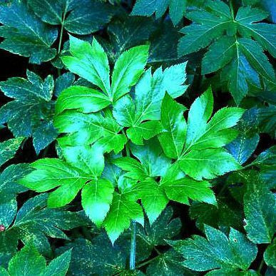 Thư viện Y học Quốc gia Mỹ (NIH) có ghi chép Ashitaba (hay Angelica keiskei Koidzumi) là một loại thuốc thực vật phổ biến ở Nhật Bản, có chứa các thành phần hoạt tính sinh học đa dạng. Loài cây này được cho là có thể điều trị đái tháo đường, chống oxy hóa, chống viêm, hạ huyết áp và kháng khuẩn.