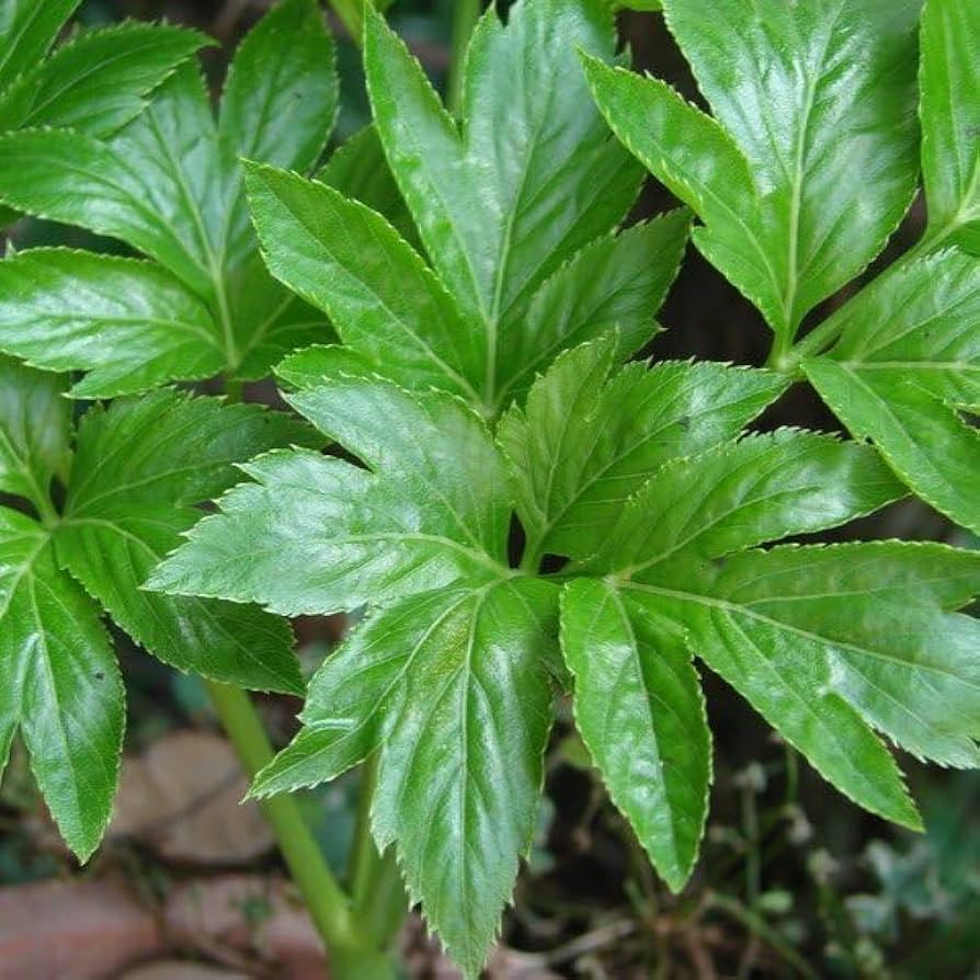 Các chuyên gia cho hay Ashitaba là một loại cây quý có giá trị dược liệu cao. Rễ, lá và thân được sử dụng để làm thuốc với một số tác dụng như: làm sạch máu, điều hòa cơ thể, ợ nóng dai dẳng, loét dạ dày, huyết áp cao, táo bón...