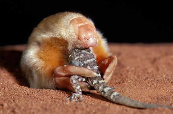 Nhóm chuyên gia đã thu thập hơn 100 mẫu đất, khảo sát 18 km2 môi trường sống của chuột chũi vàng De Winton tại địa điểm nơi người ta nhìn thấy chuột chũi vàng lần cuối cùng.