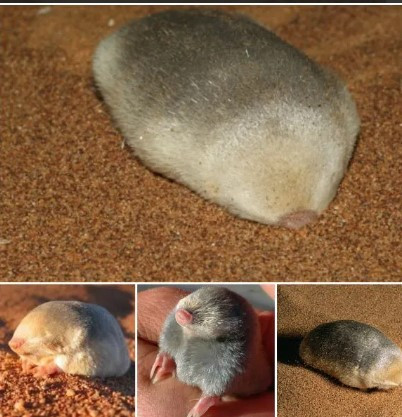 Sau một thời gian tìm kiếm, phân tích các dấu vết DNA từ các mẫu tế bào da, tóc, máu và phân do những chú chuột chũi bí ẩn thải ra, nhóm chuyên gia đã phát hiện chuột chũi vàng De Winton và chuột chũi vàng Van Zyl - một loài quý hiếm có nguy cơ tuyệt chủng khác.