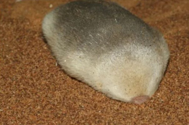 Để tìm ra chuột chũi vàng De Winton, EWT đã hợp tác với Đại học Pretoria và Jessia, chú chó collie có khả năng phát hiện các loại mùi, để thử nghiệm một kỹ thuật được gọi là DNA môi trường (eDNA) cải tiến, thường được sử dụng trong môi trường nước.