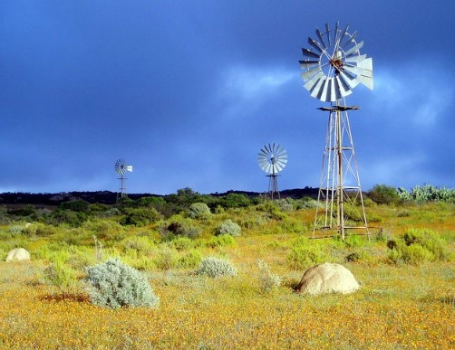 Trên thế giới có 21 loài chuột chũi vàng, bao gồm chuột chũi vàng De Winton. Hầu hết các loài này phân bố ở Nam Phi. Chúng sống ở cồn cát là loài động vật rất khó tiếp cận hoặc bẫy vì chúng hiếm khi rời khỏi những đường hầm trong hang. Con người hầu như không thể tiếp cận hang của chúng.