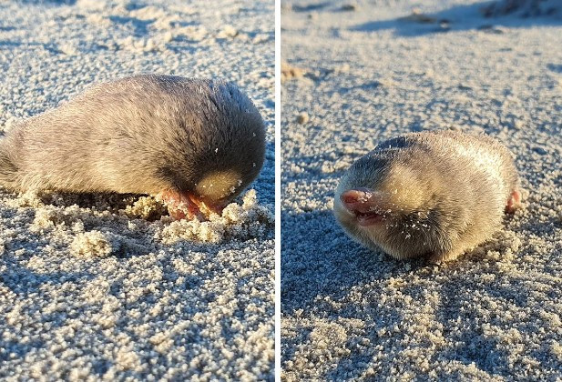 Lần gần nhất chuột chũi vàng De Winton được nhìn thấy là vào năm 1937. Loài này thuộc danh mục cực kỳ nguy cấp. Loài chuột chũi vàng De Winton đặc biệt bị đe dọa vì môi trường sống tự nhiên vốn đã nhỏ hẹp cộng thêm việc bị xâm lấn bởi hoạt động khai thác kim cương quy mô lớn.