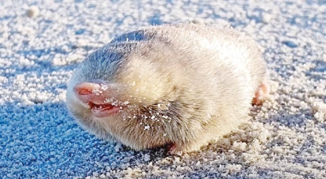 Một nhóm các nhà bảo tồn và nhà di truyền học từ Tổ chức Động vật Hoang dã có Nguy cơ Tuyệt chủng (EWT) và Đại học Pretoria thông báo đã tìm thấy một con chuột chũi vàng De Winton với bộ lông sáng óng ánh tại Nam Phi sau hơn 80 năm biến mất trên thế giới.