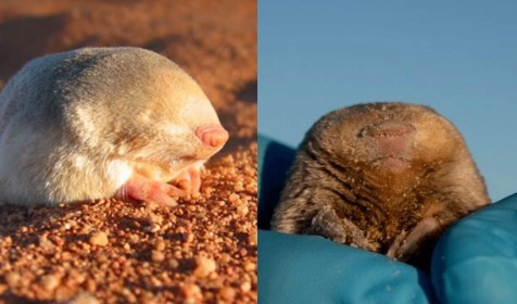 Vào thời điểm được tìm thấy, con chuột chũi vàng De Winton đang “bơi” trong cát. Nhóm chuyên gia có phát hiện quan trọng này sau khi thực hiện hành trình xuyên qua vùng đất khô cằn của Northern Cape, Nam Phi để tìm loài động vật quý hiếm này từ năm 2020 đến nay.