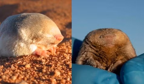 Vào thời điểm được tìm thấy, con chuột chũi vàng De Winton đang “bơi” trong cát. Nhóm chuyên gia có phát hiện quan trọng này sau khi thực hiện hành trình xuyên qua vùng đất khô cằn của Northern Cape, Nam Phi để tìm loài động vật quý hiếm này từ năm 2020 đến nay.