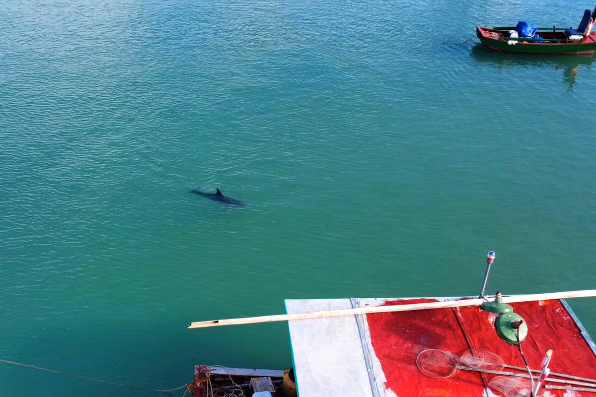 Theo lời kể của người dân, con cá heo trên bơi nhiều vòng trên mặt nước hàng giờ tại khu vực trên. Để tránh làm con cá heo hoảng sợ, nhiều tàu thuyền ở gần cầu cảng tại bãi biển Nam Hải tạm dừng hoạt động để xem cảnh tượng hiếm có này.