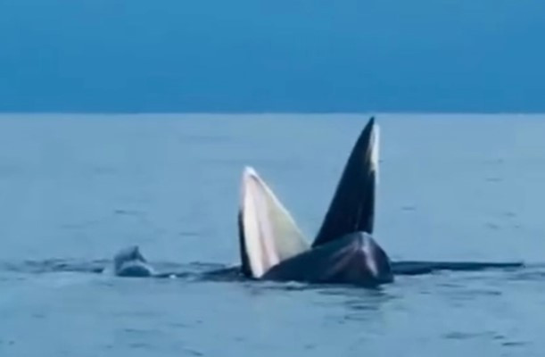 Trong đoạn video, đàn cá voi xanh gồm 3 con dài gần 20m, miệng há lớn khi ngoi lên khỏi mặt nước biển để săn mồi. Đây không phải là lần đầu tiên cá voi xuất hiện ở khu vực biển Cô Tô. Lần gần đây nhất là vào cuối tháng 9/2023. Khi ấy, những con cá voi ngoi lên mặt nước để kiếm ăn trong 1 giờ đồng hồ ở khu vực đảo Cô Tô.