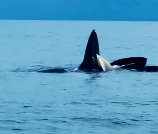 Việc cá voi quý hiếm thường xuyên xuất hiện trong thời gian qua cho thấy môi trường biển ở Cô Tô phù hợp để nhiều loài động vật quý, hiếm từ đại dương tìm về kiếm ăn, sinh sản.