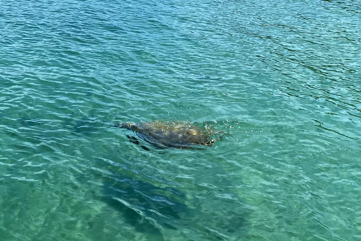 Theo lời kể của ngư dân, cá thể rùa biển quý hiếm bơi gần tàu rồi tiến dần vào bờ cát. Lần gần nhất rùa biển xuất hiện tại đảo Cô Tô là cách đây 10 năm.