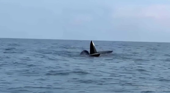 Vào 9h sáng ngày 14/12, các chiến sĩ Đồn Biên phòng Cô Tô (huyện đảo Cô Tô, tỉnh Quảng Ninh) trong lúc đi tuần tra thì quay được đoạn clip dài 35 giây ghi lại cảnh 3 con cá voi xanh xuất hiện ở phía Đông Nam đảo Cô Tô, cách bờ khoảng 6 hải lý.